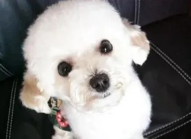 标准贵宾犬成年后多重 贵宾犬能长多大 | 贵宾