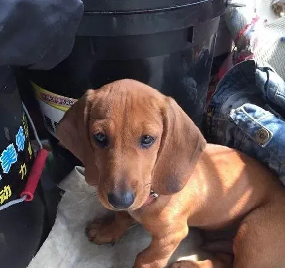 腊肠犬|腊肠犬总是喜欢咬裤子 见谁跟谁走怎么办