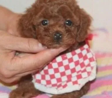 贵宾犬|怎样才是最正规饲养贵宾幼犬的过程