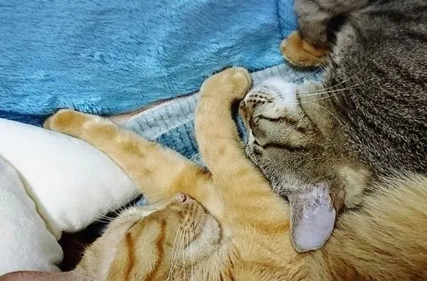 爸爸的吸猫症再发作 该是橘猫椪柑和虎斑跳跳上场啦
