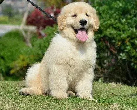金毛|请问大家怎样给金毛犬洗澡