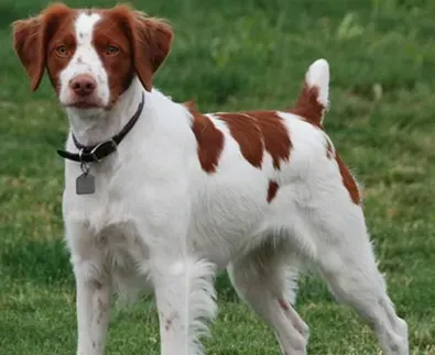 布列塔尼犬的性格 是警觉性高的犬种 | 布列塔尼犬