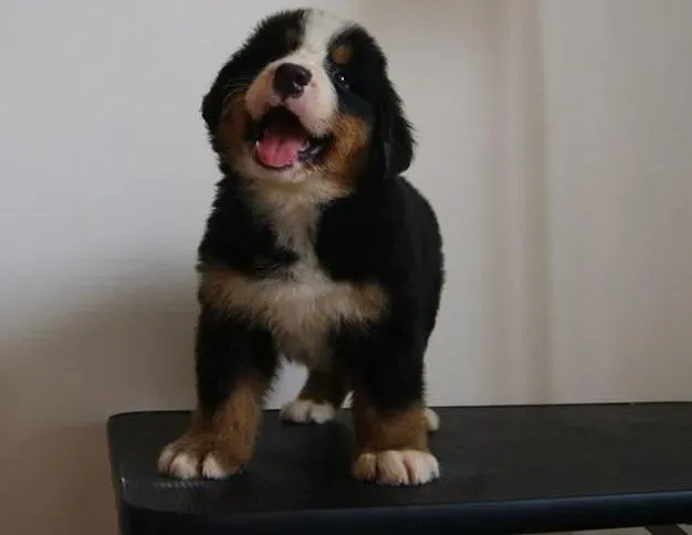 伯恩山犬|伯恩山犬厌食要怎么处理