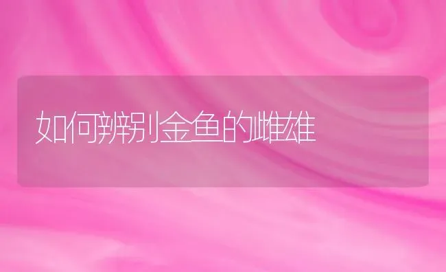 如何辨别金鱼的雌雄 | 鱼类宠物