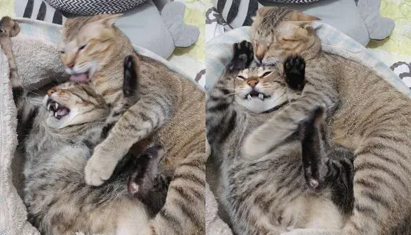 以前的三条街的街猫老大 现在被弟弟霸凌热情舔毛 | 