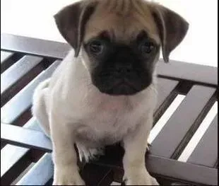 巴哥犬|巴哥犬为什么会拉绿色的粑粑