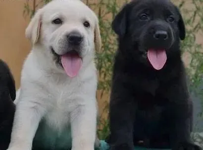 拉布拉多|日常护理拉布拉多犬时要特别注意什么