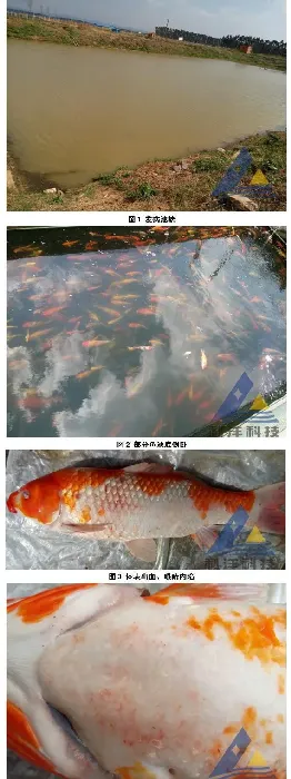 锦鲤浮肿病毒病大量死亡