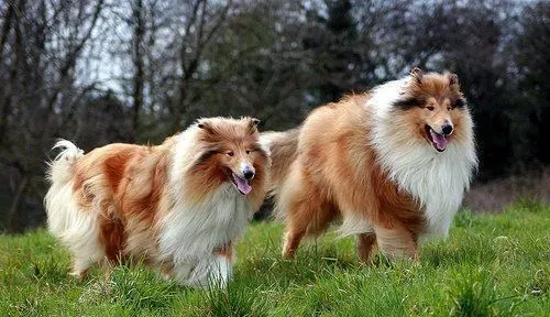 苏格兰牧羊犬脱皮 苏牧脱皮是一种皮肤病 | 苏格兰牧羊犬