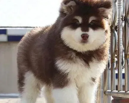 阿拉斯加犬|导致阿拉斯加雪橇犬经常掉毛的几大原因