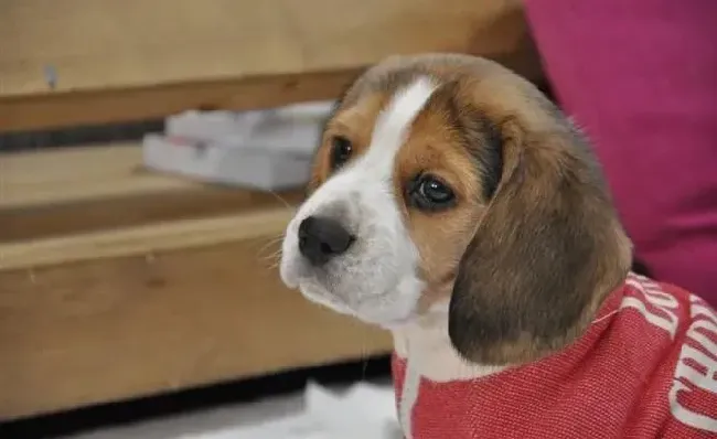 比格犬|比格犬感冒了可以吃什么药治疗