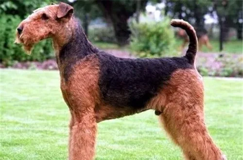 万能梗犬是约克夏吗 万能梗犬不是约克夏梗 | 万能梗