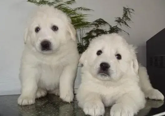 大白熊犬|新买的大白熊犬叫个没完，影响休息，求支招