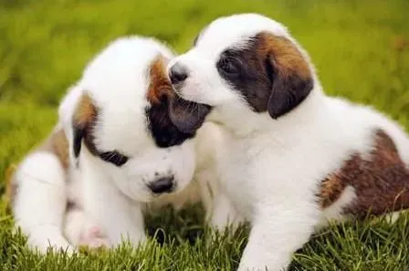 圣伯纳犬|训练圣伯纳犬看家的小建议