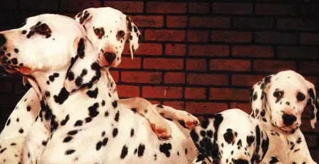 大麦町犬能长多大 理想的肩高约为19到23英寸 | 大麦町犬