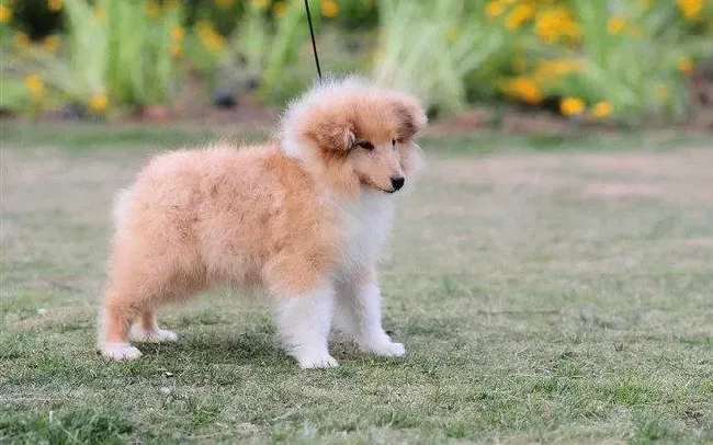 苏格兰牧羊犬|苏格兰牧羊犬陌生人喂的东西照吃不误，有解决办法吗？