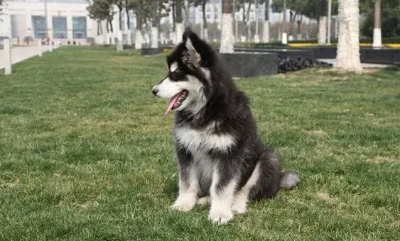 阿拉斯加犬|训练从小做起 怎样让阿拉斯加犬不护食