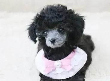 贵宾犬|贵宾犬母犬在发情的时候会怎么样