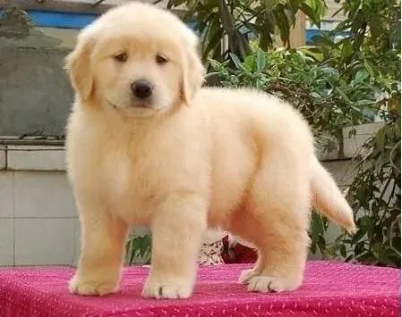 金毛|治疗金毛犬的胃肠炎有秘诀