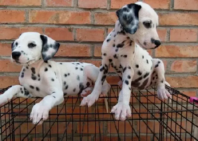 斑点狗|斑点狗母犬妊娠与哺乳期间的营养需求
