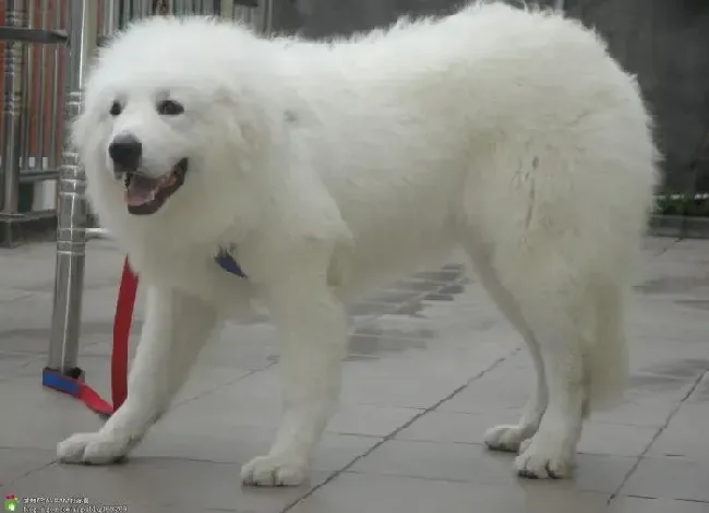 大白熊犬|大白熊犬喜欢乱咬东西必须要正视