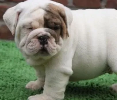 英国斗牛犬|生活中斗牛犬犯错时应该如何惩罚它