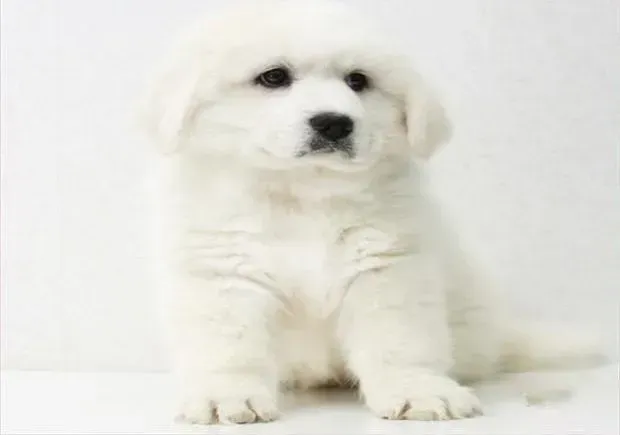 大白熊犬|什么时候大白熊犬可以吃钙片和美毛粉啊