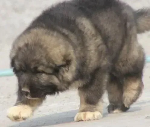 高加索犬|冬天请不要给高加索犬穿衣服