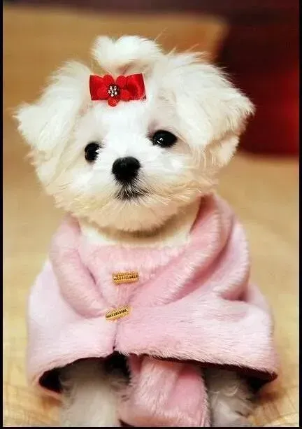 马尔济斯|马尔济斯犬吃贵族狗粮好吗
