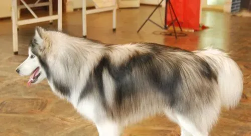 阿拉斯加雪橇犬咬人吗 一般情况不会咬人 | 阿拉斯加雪橇犬