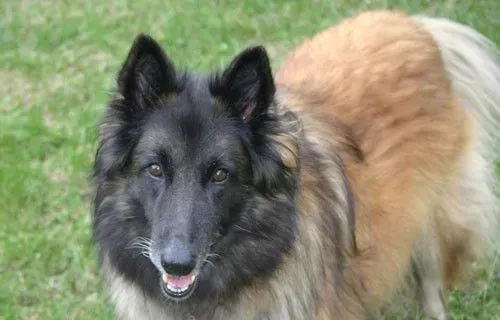 比利时牧羊犬幼犬杂交 这种现象很常见 | 比利时牧羊犬