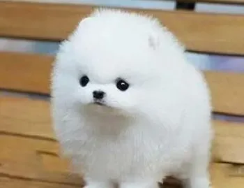 博美犬|解析等级关系 怎样摆正博美犬的位置