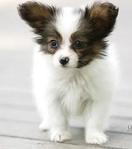 蝴蝶犬|蝴蝶犬牙齿护理的秘诀