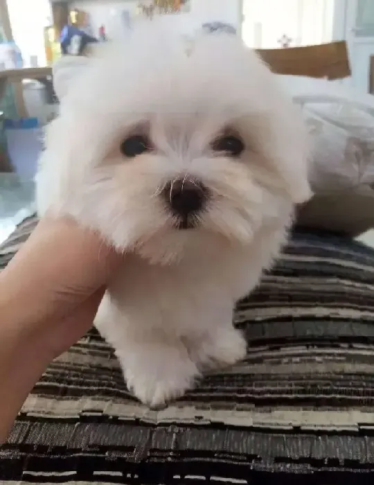 马尔济斯|不能让马尔济斯犬吃生肉的原因