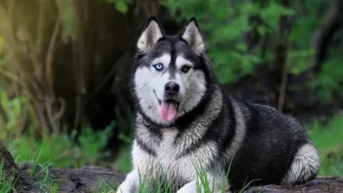 阿拉斯加雪橇犬好养吗 对环境的要求很高 | 阿拉斯加雪橇犬