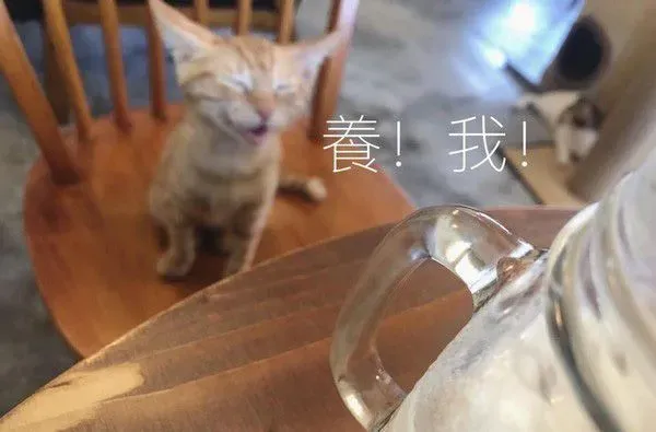 超萌小橘猫跳上椅子想讨吃 超萌表情被做养我图
