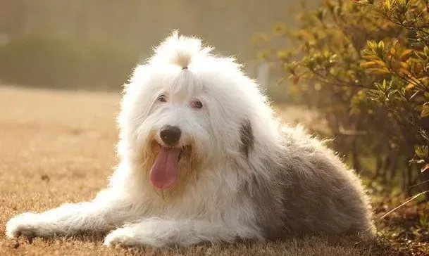 古代牧羊犬|狗狗产后护理 古代牧羊犬产后基本护理知识