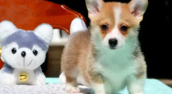 柯基犬|柯基犬便便上有白色粘状物是什么东西