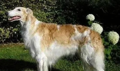 苏俄猎狼犬怎么看纯种 如何判断狗狗是不是纯种 | 苏俄猎狼犬
