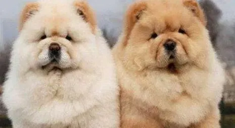 松狮犬|我家松狮犬患上细小后没精神是怎么了