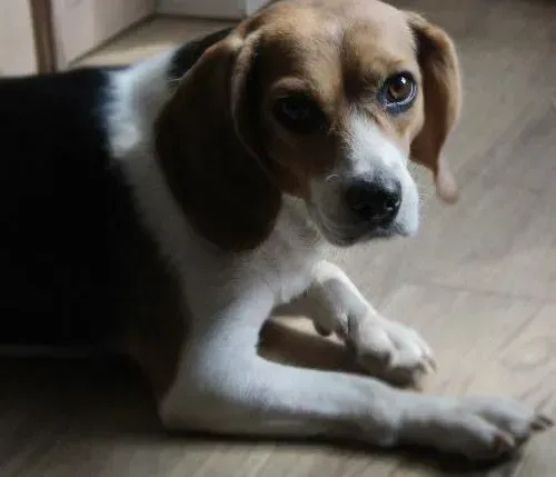 比格犬|比格犬得了呼吸道感染要怎么治疗