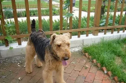 万能梗犬是约克夏吗 万能梗犬不是约克夏梗 | 万能梗