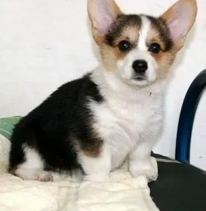 柯基犬|如何判断柯基犬是否生病