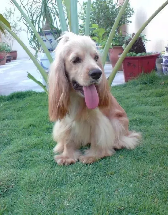 可卡犬|对可卡犬进行耳部护理的好妙招