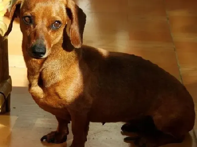 腊肠犬|腊肠犬一到吃饭的时候就不认真吃为什么