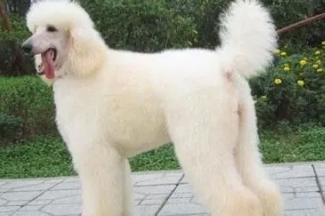 贵宾犬|贵宾犬喜欢在主人身边睡觉的原因