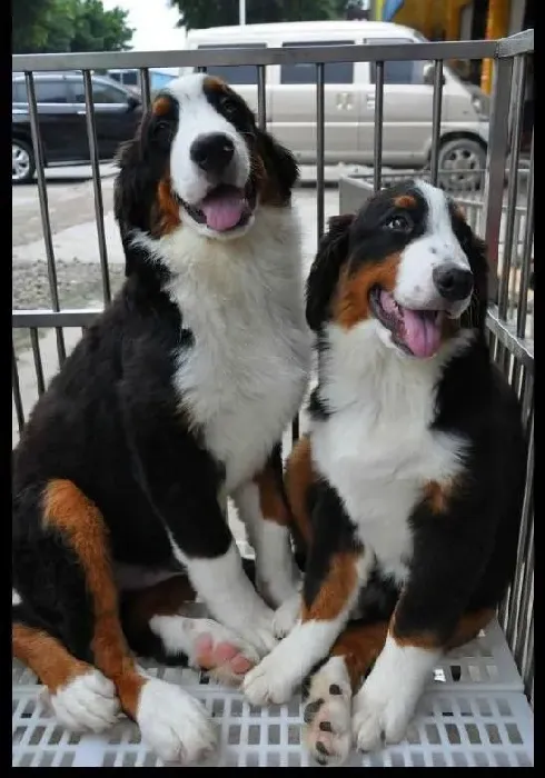 伯恩山犬|怎样判断伯恩山犬是否过于肥胖
