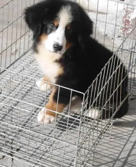 伯恩山犬|如何与伯恩山犬接触？有哪些需要注意