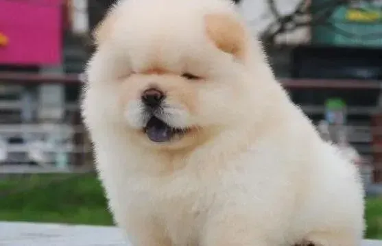 松狮犬|喂养松狮犬盐的含量应该适中