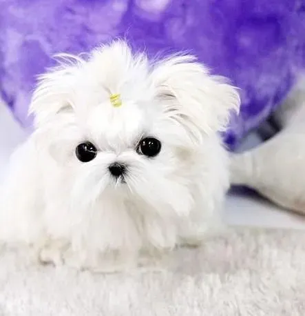 马尔济斯|马尔济斯犬幼犬在饲养中要注意的问题
